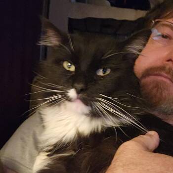 Domestic Medium Hair Cats Available for Adoption - Tux | PetCurious