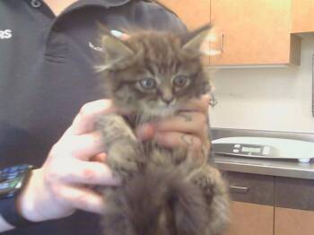 MULAN -  Domestic Short Hair Cat for Adoption in Sacramento, California - MULAN | PetCurious