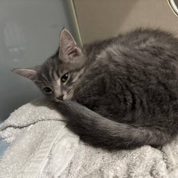 Gentleman -  Domestic Short Hair Cat for Adoption in Fairmont, West Virginia - Gentleman | PetCurious