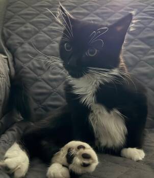 Rescue Domestic Medium Hair Cats for Adoption in Philadelphia, Pennsylvania - Meatball Girard | PetCurious