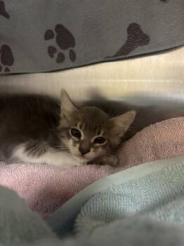 A053410 -  Domestic Medium Hair Cat for Adoption in Alameda, California - A053410 | PetCurious