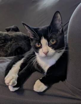 Rescue Domestic Short Hair Cats for Adoption in Philadelphia, Pennsylvania - Emmy | PetCurious