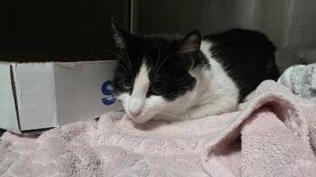 Molly -  Domestic Short Hair Cat for Adoption in Clinton, Missouri - Molly | PetCurious