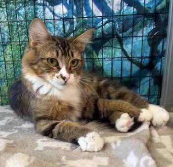 Rita -  Maine Coon and Tabby Cat for Adoption in Bow, Washington - Rita | PetCurious