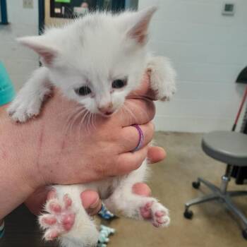 Domestic Short Hair Cats Available for Adoption in Jasper, Indiana - Candace | PetCurious