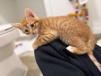 Tiger -  Domestic Medium Hair Cat for Adoption in Pompano Beach, Florida - Tiger | PetCurious