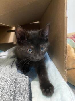 Sunny -  Domestic Short Hair Cat for Adoption in East Brunswick, New Jersey - Sunny | PetCurious