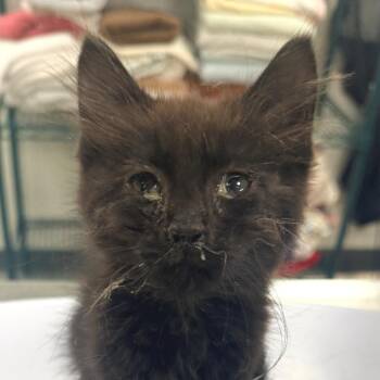 107487 -  Domestic Short Hair Cat for Adoption in Las Cruces, New Mexico - 107487 | PetCurious