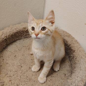 Rangoon -  Domestic Short Hair Cat for Adoption in Indiana, Pennsylvania - Rangoon | PetCurious