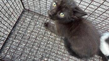 A658046 -  Domestic Short Hair Cat for Adoption in Houston, Texas - A658046 | PetCurious