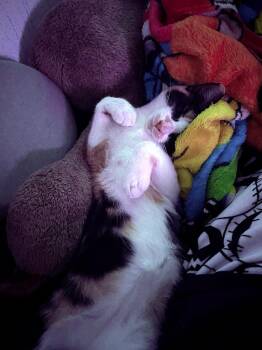 GIZMO #1915 - Offered by Owner - Young Calico -  Calico and Domestic Short Hair Cat for Adoption in Hillsboro, Oregon - GIZMO #1915 - Offered By Owner - Young Calico | PetCurious