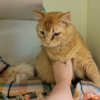 Cinnamon Crunch Bagel -  Domestic Medium Hair and Domestic Long Hair Cat for Adoption in Columbia, Missouri - Cinnamon Crunch Bagel | PetCurious