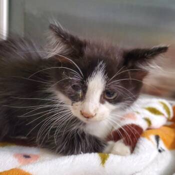 Murphy -  Domestic Short Hair Cat for Adoption in Lake Jackson, Texas - Murphy | PetCurious