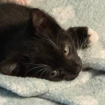 Belle -  Domestic Short Hair Cat for Adoption in Cumming, Georgia - Belle | PetCurious