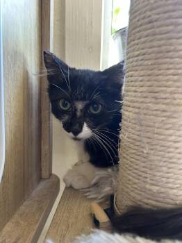 Grayson -  Domestic Medium Hair Cat for Adoption in Ontario, California - Grayson | PetCurious