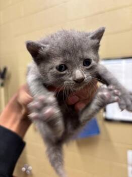 Jordan -  American Curl Cat Available for Adoption in Douglasville, Georgia - Jordan | PetCurious