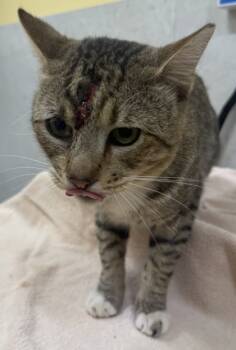 Rescue Domestic Short Hair Cats for Adoption in Honolulu, Hawaii - Poe | PetCurious