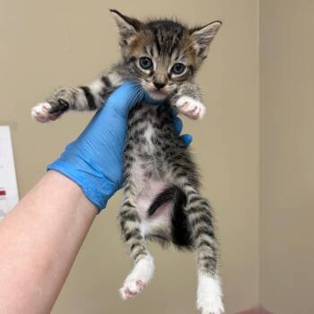 Buttons -  Domestic Short Hair Cat for Adoption in Birmingham, Alabama - Buttons | PetCurious