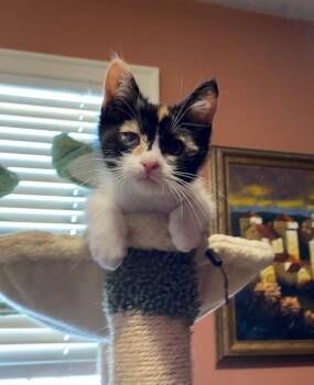 Quimby -  Domestic Short Hair Cat for Adoption in Minneapolis, Minnesota - Quimby | PetCurious