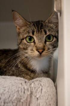 Shasta -  Domestic Short Hair Cat for Adoption in Bellingham, Washington - Shasta | PetCurious