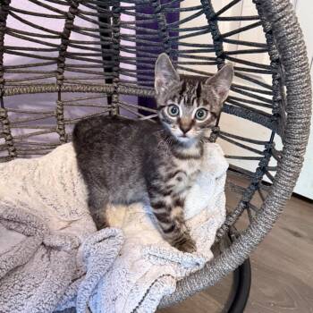 Domestic Short Hair Cats Available for Adoption in Port Richey, Florida - Sriracha | PetCurious