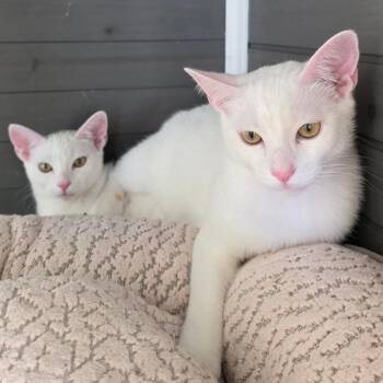 Phantom -  Domestic Short Hair Cat Available for Adoption - Phantom | PetCurious