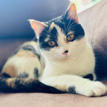 Domestic Short Hair Cats Available for Adoption in Merrifield, Virginia - Sassy Tarkitty (sister Of Sasha) | PetCurious