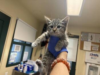 Domestic Short Hair Cats Available for Adoption - SAMMY | PetCurious