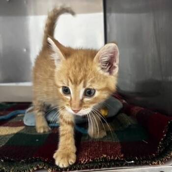 Cheeto -  Domestic Short Hair Cat for Adoption in Green Forest, Arkansas - Cheeto | PetCurious