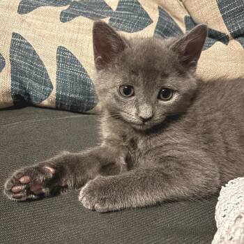 Domestic Short Hair Cats Available for Adoption in Austin, Texas - Iceland Poppy 4 | PetCurious