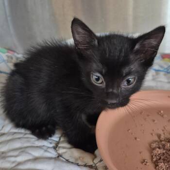 Chevy (grey collar) -  Domestic Short Hair Cat for Adoption in Kingman, Kansas - Chevy (grey Collar) | PetCurious