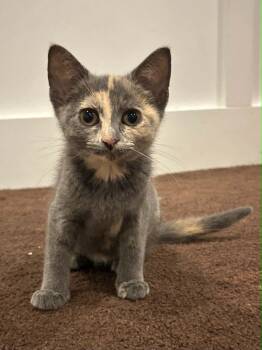 Tiny -  Domestic Short Hair Cat for Adoption in Wading River, New York - Tiny | PetCurious