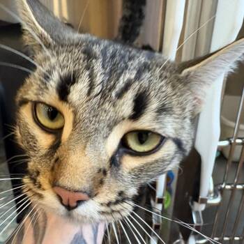 Danny -  Domestic Short Hair Cat for Adoption in Spokane, Washington - Danny | PetCurious