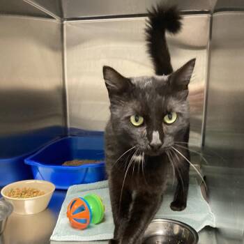 Screech -  Domestic Short Hair Cat for Adoption in Blue Ridge, Georgia - Screech | PetCurious