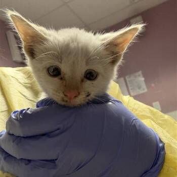 Kia -  Domestic Short Hair Cat for Adoption in Salt Lake City, Utah - Kia | PetCurious