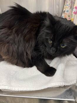 Domestic Long Hair Cats Available for Adoption in Minneapolis, Minnesota - LILY | PetCurious