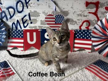 Coffee Bean -  Domestic Short Hair Cat for Adoption in San Tan Valley, Arizona - Coffee Bean | PetCurious