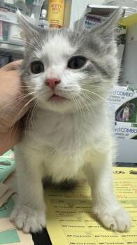 Domestic Short Hair Cats Available for Adoption in St. Cloud, Minnesota - Randall | PetCurious