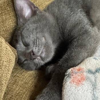 Jolene -  Domestic Short Hair Cat for Adoption in Jupiter, Florida - Jolene | PetCurious