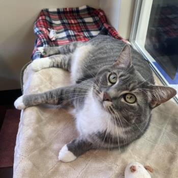 Yody -  Domestic Short Hair Cat for Adoption in Friday Harbor, Washington - Yody | PetCurious