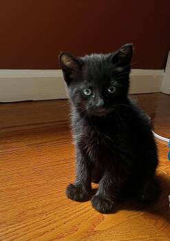 Bear -  Domestic Short Hair Cat for Adoption in Stamford, Connecticut - Bear | PetCurious