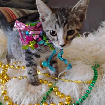 kaleidoscope br tabby 2lb f purrrrrs -  Tiger Cat for Adoption in Phoenix, Arizona - Kaleidoscope Br Tabby 2lb F Purrrrrs | PetCurious