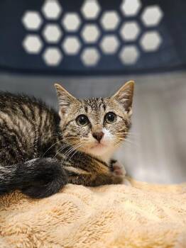 Golden Eagle -  Domestic Short Hair Cat for Adoption in Fort Collins, Colorado - Golden Eagle | PetCurious