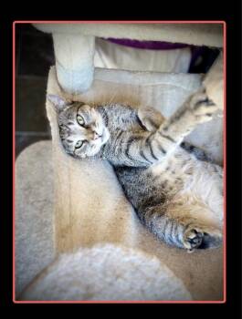 Rescue Tabby Cats for Adoption in Scottsdale, Arizona - Emma | PetCurious