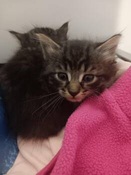 Oli -  Domestic Long Hair Cat for Adoption in Douglasville, Georgia - Oli | PetCurious