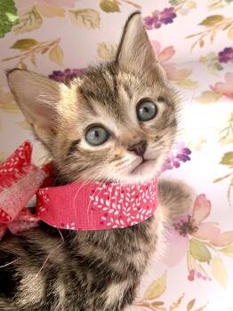 Maggie- Transport -  Domestic Short Hair Cat for Adoption in Gradyville, Kentucky - Maggie- Transport | PetCurious