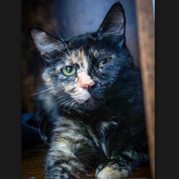 Betty Coleman -  Domestic Short Hair Cat for Adoption in Morrison, Colorado - Betty Coleman | PetCurious