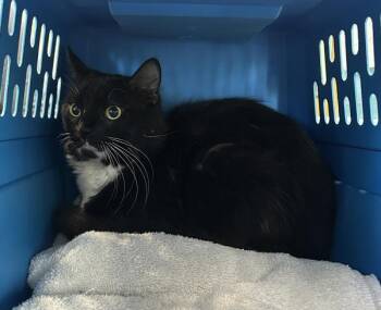Nerman (mcas) -  Domestic Medium Hair Cat for Adoption in Troutdale, Oregon - Nerman (mcas) | PetCurious