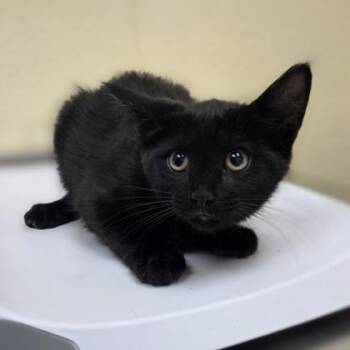 Joon -  Domestic Medium Hair and Domestic Short Hair Cat for Adoption in Westland, Michigan - Joon | PetCurious