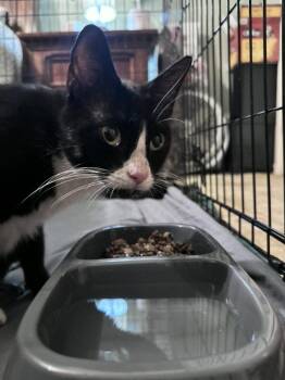 Velocity -  Tuxedo and Domestic Short Hair Cat Available for Adoption in Pineville, Louisiana - Velocity | PetCurious